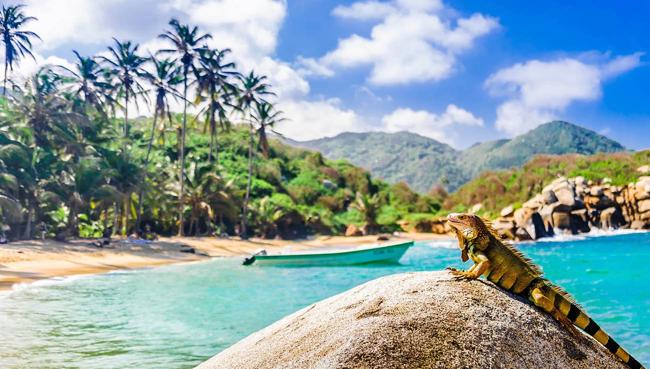 Iguana on a rock in national park Tayrona in Colombia