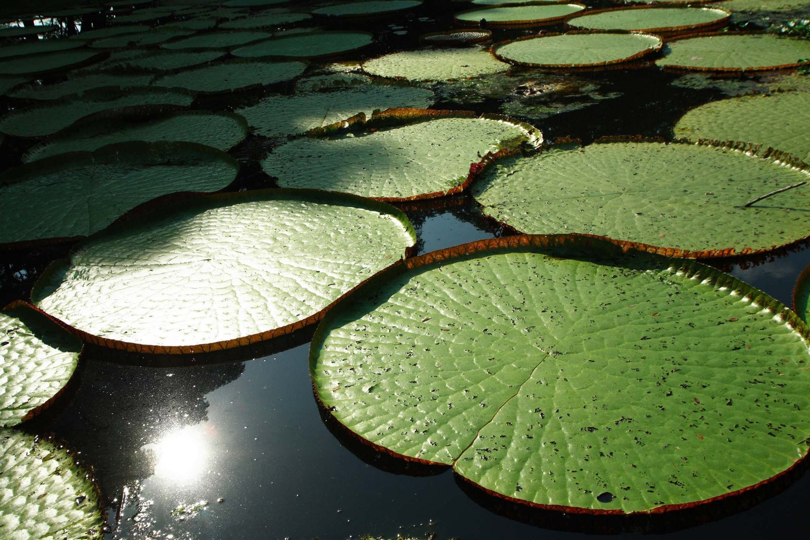AMAZONAS001