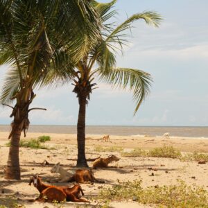 Ruta: Bogotá - Guajira